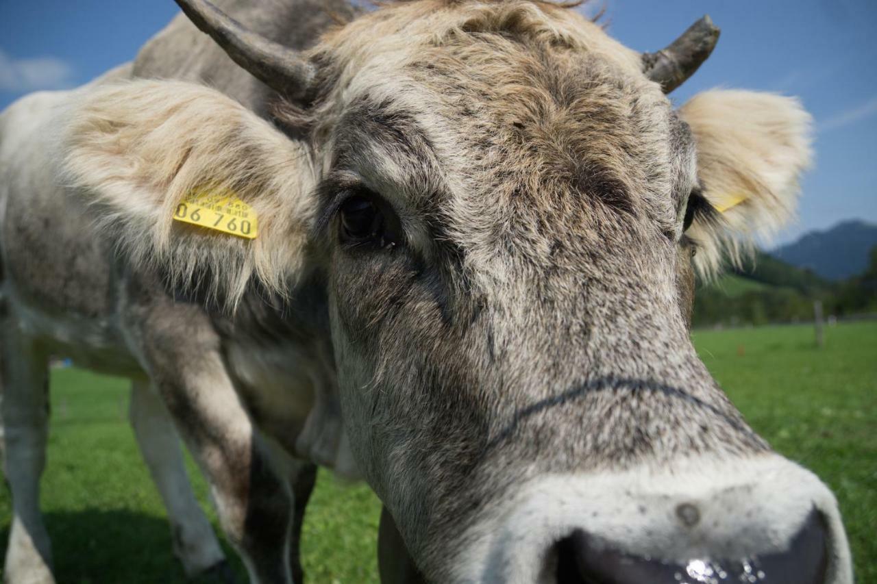 Geigers Ferienhaus Tiefenbach bei Oberstdorf Esterno foto
