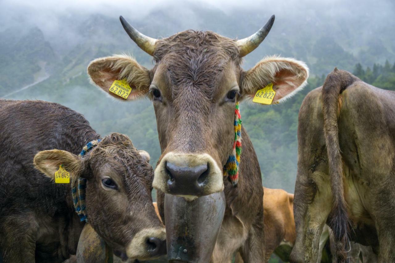 Geigers Ferienhaus Tiefenbach bei Oberstdorf Esterno foto